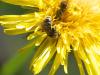 Lasioglossum sp.